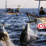 Harga Paket Tour Dolphin Lovina 2026