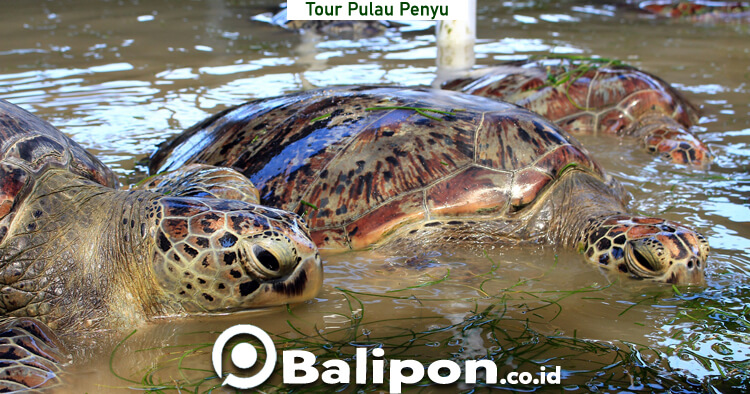 pulau penyu tanjung benoa