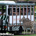 Bali Safari and Marine Park