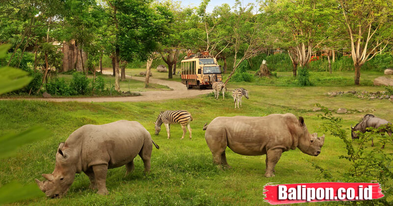 Bali Safari