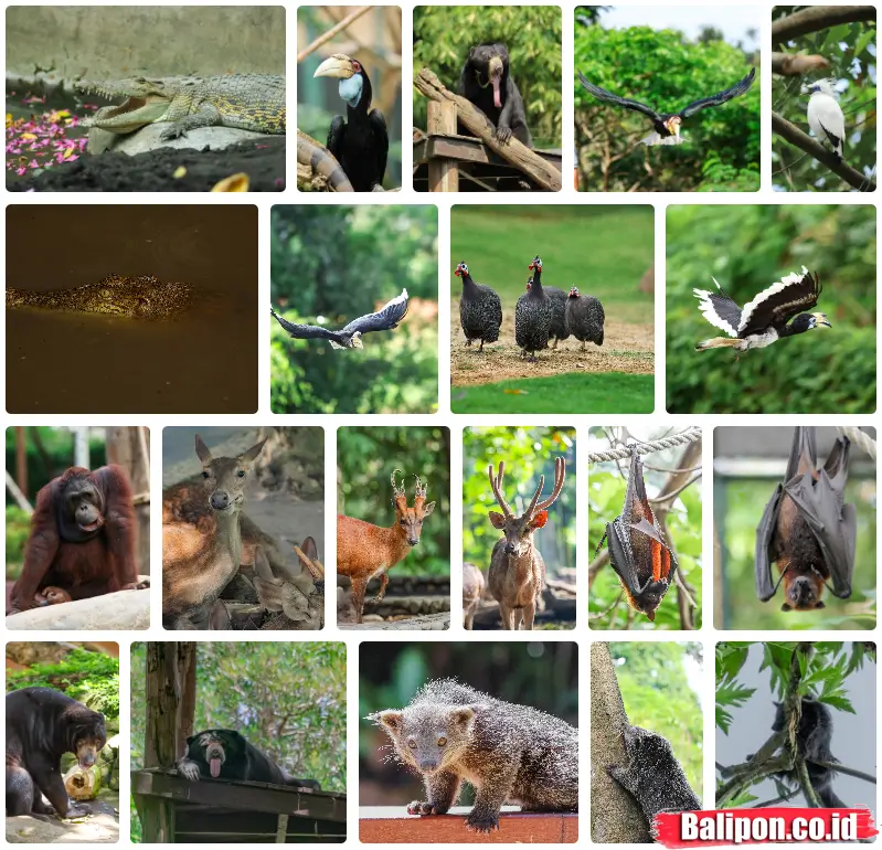 Satwa di Bali Zoo