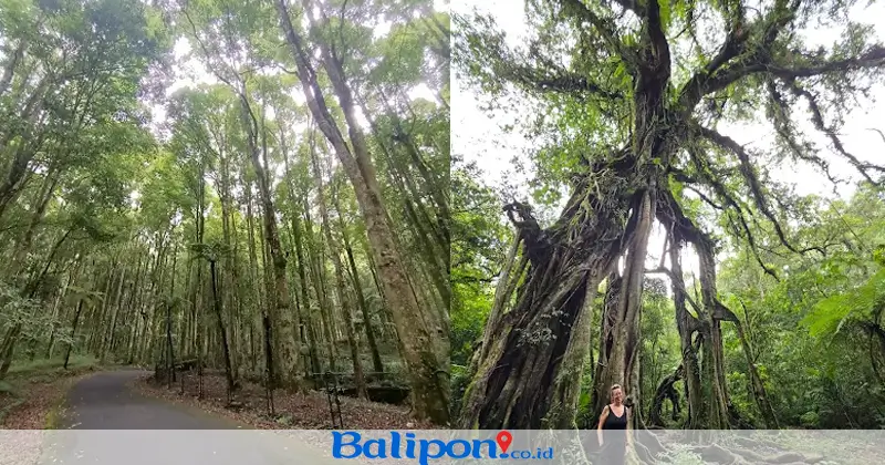 Suasana Kebun Raya Bedugul Bali