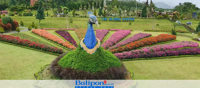 Taman Peacock The Blooms Garden Bali
